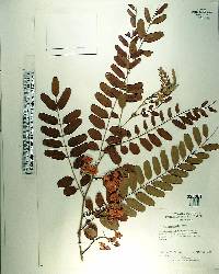 Cassia roxburghii image