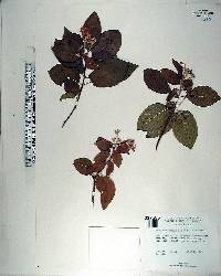 Guettarda uruguensis image