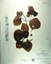 Plectranthus ciliatus image