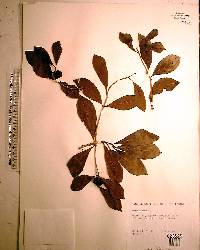 Morinda umbellata image