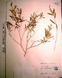 Croton linearis image