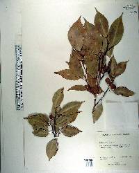 Ficus benjamina image