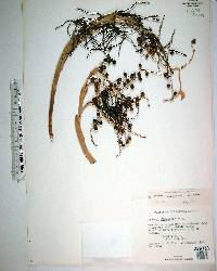 Coccothrinax inaguensis image
