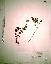 Hypericum tetrapetalum image