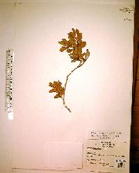 Lyonia ferruginea image
