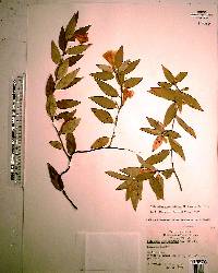 Gelsemium sempervirens image