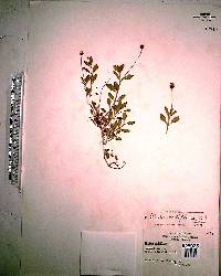 Phyla nodiflora image