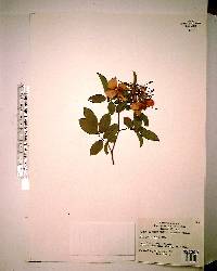 Rosa palustris image