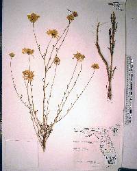 Balduina angustifolia image