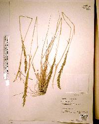 Sporobolus domingensis image