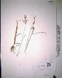 Juncus elliottii image