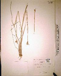 Juncus scirpoides image