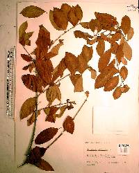 Guettarda elliptica image