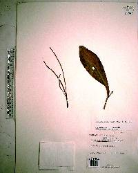 Peperomia amplexicaulis image