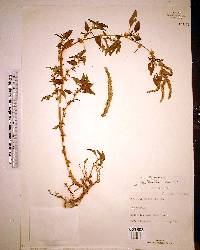 Amaranthus spinosus image