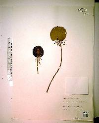 Nymphoides aquatica image