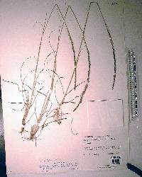 Sporobolus jacquemontii image