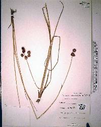 Juncus megacephalus image