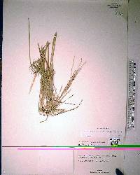 Diplachne fusca subsp. fascicularis image