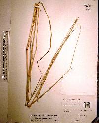 Paspalum urvillei image