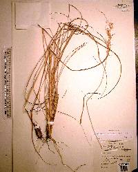 Sorghastrum secundum image