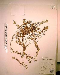 Bacopa monnieri image