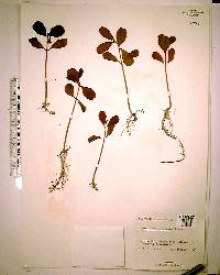 Laguncularia racemosa image