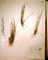 Juncus megacephalus image