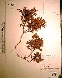Lyonia ferruginea image