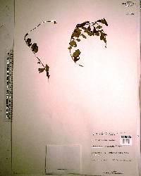 Crotalaria rotundifolia image