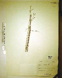 Linum arenicola image