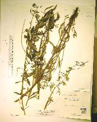 Hyptis alata image