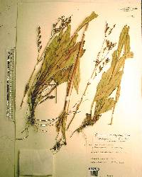 Penstemon multiflorus image