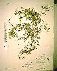 Ludwigia repens image