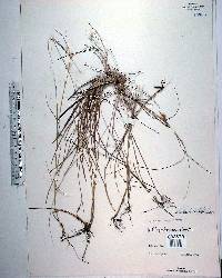 Rhynchospora colorata image