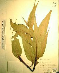 Polygonum densiflorum image