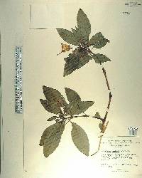 Impatiens hawkeri image