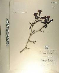 Tabebuia heterophylla image