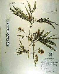 Albizia niopoides image