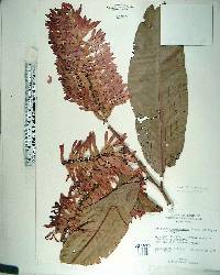 Triplaris cumingiana image