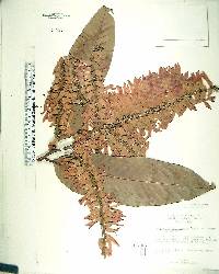 Triplaris cumingiana image