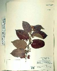 Dalbergia ecastaphyllum image