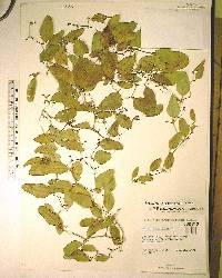 Smilax auriculata image