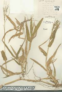 Urochloa adspersa image