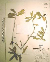 Quercus laurifolia image