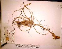 Tillandsia balbisiana image