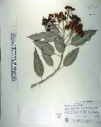 Eucalyptus ficifolia image