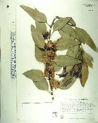 Eucalyptus angulosa image