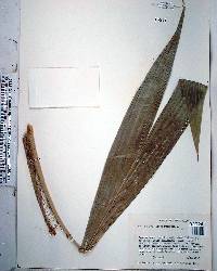 Cocos nucifera image