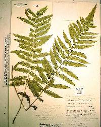 Thelypteris kunthii image